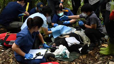 零撲殺推行近十年　野生動物生存困境加劇圖片