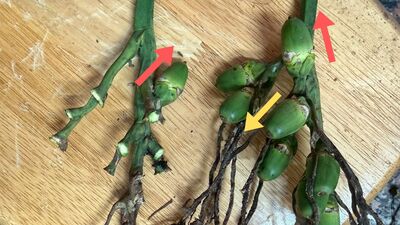 誤食倒吊子險釀意外　有毒植物辨識成課題圖片
