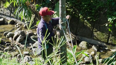 災後重建家園　兩個月後仍有百棵愛玉樹倒地圖片